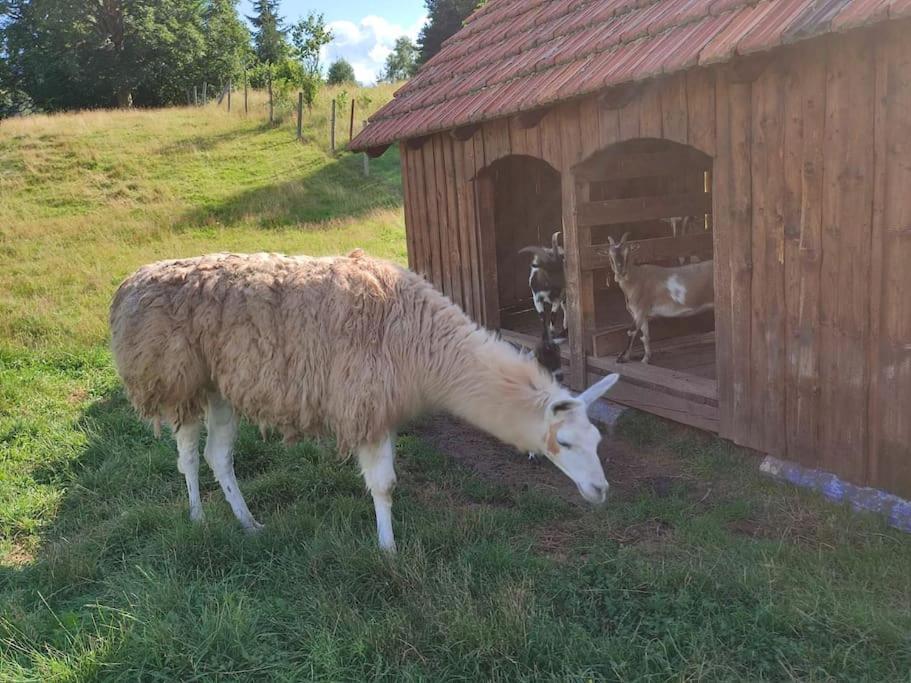 Lepiej Trafic Nie Mogliscie Luxury tent