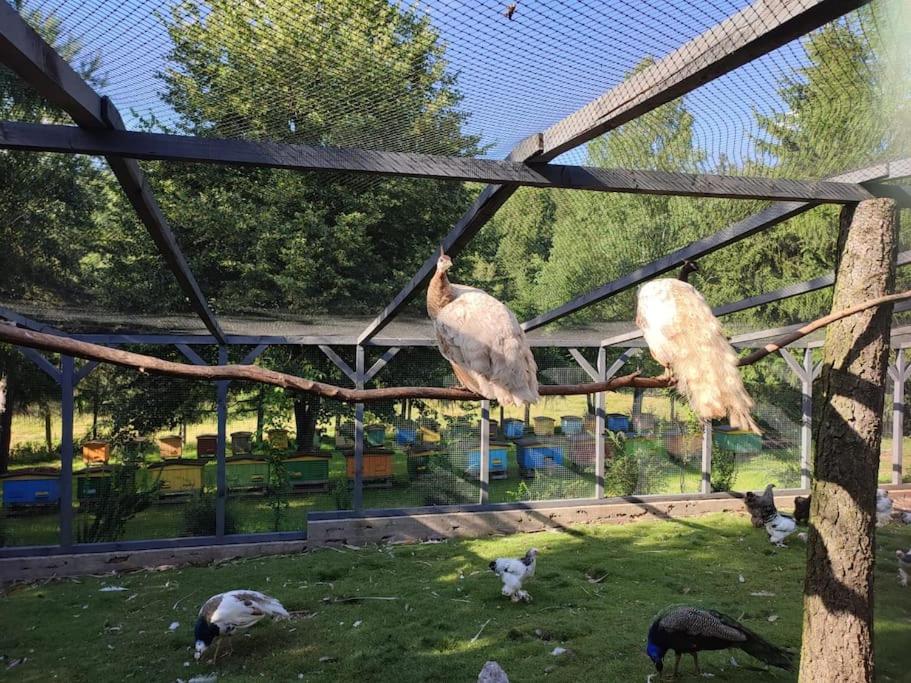 Luxury tent Lepiej Trafic Nie Mogliscie